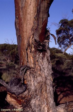 Eucalyptus yilgarnensis